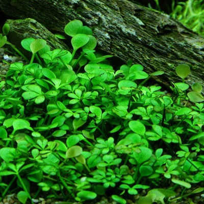 Марсилия Крената Marsilea Crenata (меристемное растение)
